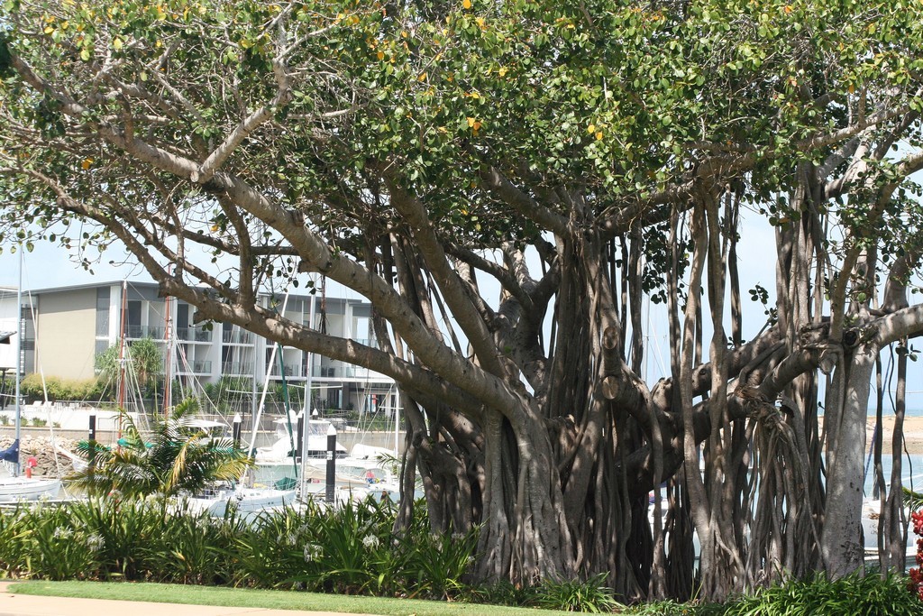 Treelined Nelly Bay Marina. Sunferries Magnetic Island Race Week 2009 © Sail-World.com /AUS http://www.sail-world.com